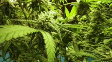 Cannabis plant in curative cannabis weed farm for medical cannabis product . The indoor agriculture farm provide high quality medicinal cannabis production for health care and medicine uses .