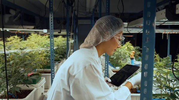 Scientist test cannabis product in curative indoor cannabis farm with scientific equipment before harvesting to produce cannabis products