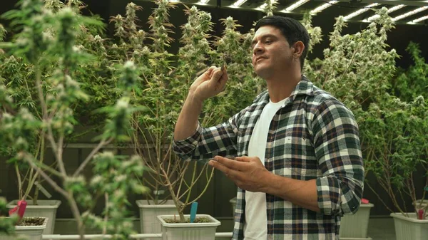 Marijuana Farmer Tests Marijuana Buds Curative Marijuana Farm Harvesting Produce — Stok fotoğraf