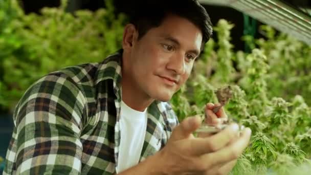 Marijuana Farmer Tests Marijuana Buds Curative Marijuana Farm Harvesting Produce — ストック動画