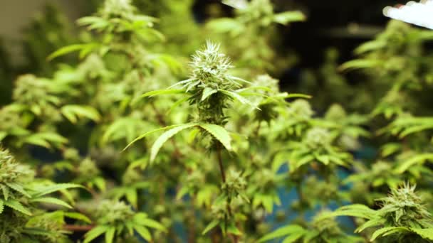 Cannabis Növény Gyógyító Kannabisz Farm Orvosi Kannabisz Termék Beltéri Mezőgazdasági — Stock videók