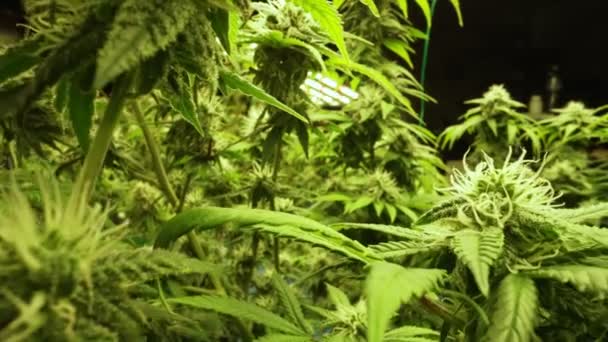 Cannabis Plant Curative Cannabis Weed Farm Medical Cannabis Product Indoor — 비디오