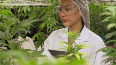 Bilimadamı esrar ürünlerini üretmek için hasat etmeden önce kapalı alan esrar çiftliğinde bilimsel ekipmanlarla test etmektedir