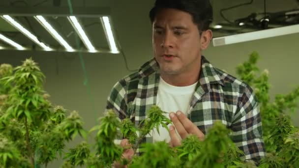 Marijuana Farmer Smoking Rolled Marijuana Weed Joint Curative Marijuana Farm — Video