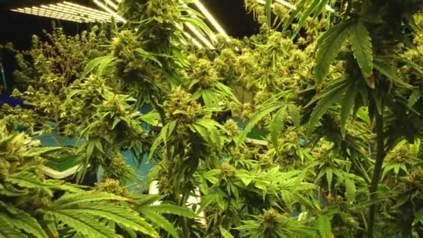 Cannabis Plant Curative Cannabis Weed Farm Medical Cannabis Product Indoor — Video Stock