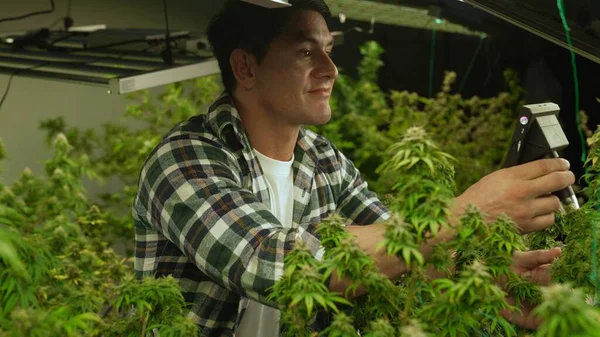 Cannabis Farmer Use Microscope Analyze Cbd Curative Cannabis Farm Harvesting — Stock fotografie