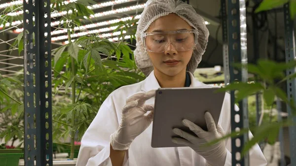 Scientist test cannabis product in curative indoor cannabis farm with scientific equipment before harvesting to produce cannabis products