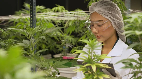 Scientist test cannabis product in curative indoor cannabis farm with scientific equipment before harvesting to produce cannabis products