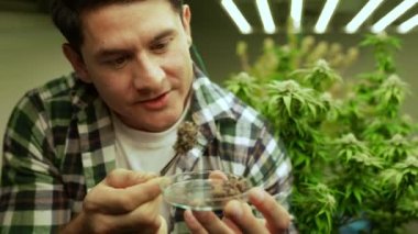 Marihuana çiftçisi marihuana tomurcuklarını marihuana ürünleri üretmeden önce tedavi edici marihuana çiftliğinde test eder.