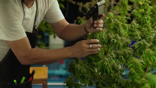 Cannabis Farmer Use Microscope Analyze Cbd Curative Cannabis Farm Harvesting — стоковое видео