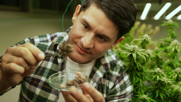 Marijuana Farmer Tests Marijuana Buds Curative Marijuana Farm Harvesting Produce — стоковое фото