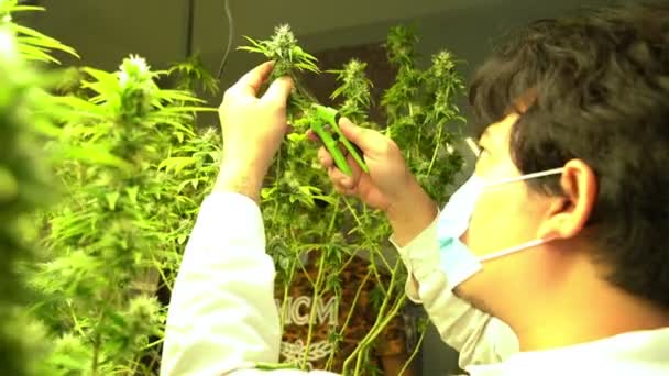 Cannabis Farmer Cutting Cannabis Plant Curative Indoor Cannabis Farm Production — ストック動画