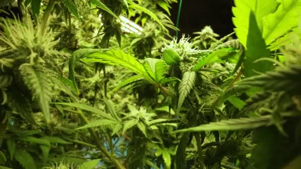 Cannabis Plant Curative Cannabis Weed Farm Medical Cannabis Product Indoor — Vídeo de stock