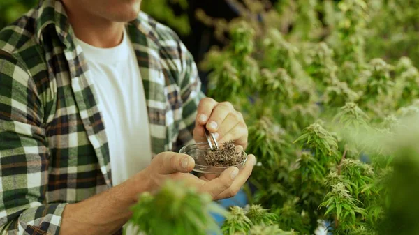 Marijuana Farmer Tests Marijuana Buds Curative Marijuana Farm Harvesting Produce — Foto de Stock