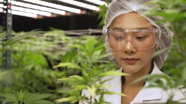 Scientist Test Cannabis Product Curative Indoor Cannabis Farm Scientific Equipment — Vídeo de stock