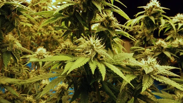Cannabis Plant Curative Cannabis Weed Farm Medical Cannabis Product Indoor — 스톡 사진
