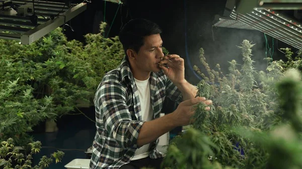 Marijuana Farmer Smoking Rolled Marijuana Weed Joint Curative Marijuana Farm — Stok fotoğraf