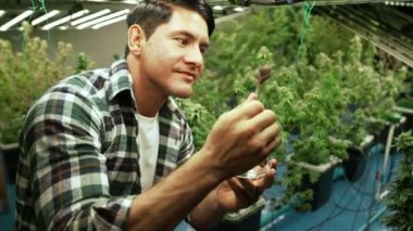 Marihuana çiftçisi marihuana tomurcuklarını marihuana ürünleri üretmeden önce tedavi edici marihuana çiftliğinde test eder.