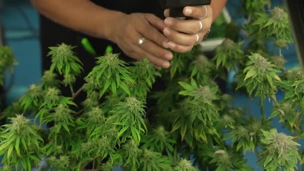 Cannabis Farmer Use Microscope Analyze Cbd Curative Cannabis Farm Harvesting — Vídeos de Stock