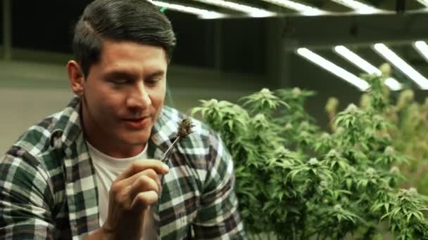 Marijuana Farmer Tests Marijuana Buds Curative Marijuana Farm Harvesting Produce — 비디오