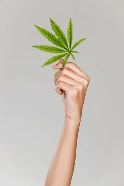 Closeup Hand Ardent Model Healthy Fresh Skin Holding Hemp Cannabis — Photo