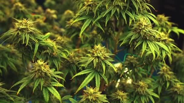 Cannabis Plant Curative Cannabis Weed Farm Medical Cannabis Product Indoor — 图库视频影像