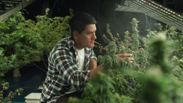 Marijuana Farmer Smoking Rolled Marijuana Weed Joint Curative Marijuana Farm — Vídeos de Stock