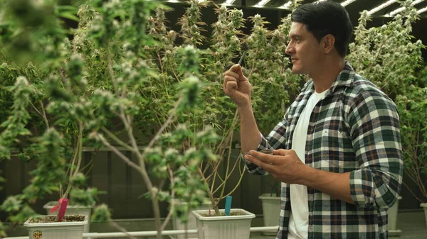 Marijuana Farmer Tests Marijuana Buds Curative Marijuana Farm Harvesting Produce — Stok fotoğraf