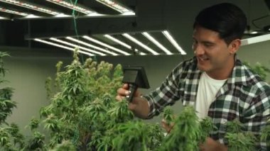 Esrar çiftçisi esrar ürünleri üretmek için hasat etmeden önce CBD 'yi tedavi edici esrar çiftliğinde analiz etmek için mikroskop kullanır