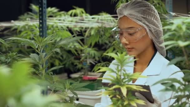 Scientist Test Cannabis Product Curative Indoor Cannabis Farm Scientific Equipment — Stok Video