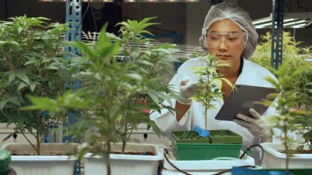 Scientist Test Cannabis Product Curative Indoor Cannabis Farm Scientific Equipment — Vídeo de Stock