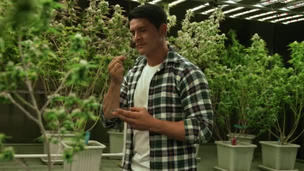 Marijuana Farmer Tests Marijuana Buds Curative Marijuana Farm Harvesting Produce — Stockvideo