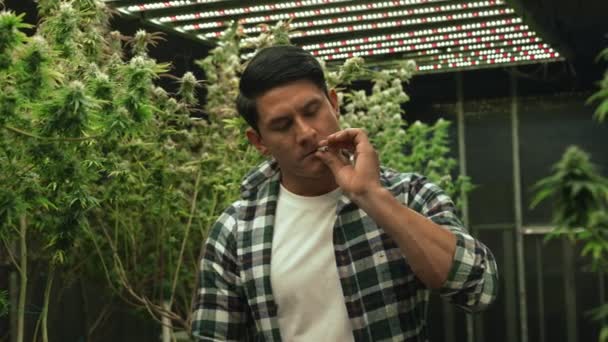 Marijuana Farmer Smoking Rolled Marijuana Weed Joint Curative Marijuana Farm — стоковое видео