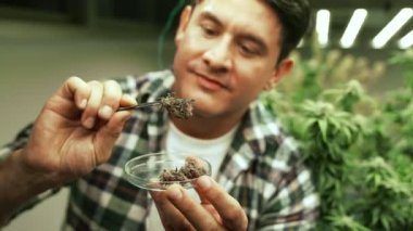 Marihuana çiftçisi marihuana tomurcuklarını marihuana ürünleri üretmeden önce tedavi edici marihuana çiftliğinde test eder.