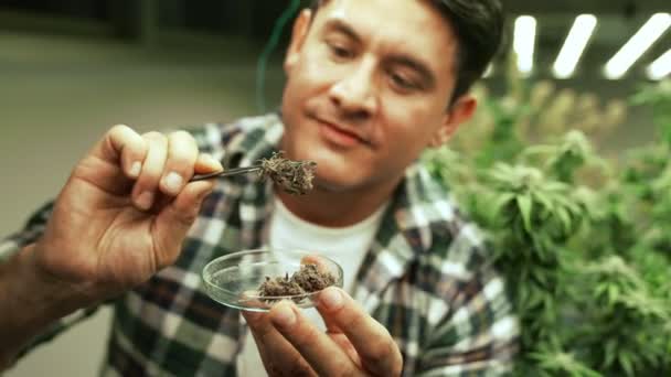 Marijuana Farmer Tests Marijuana Buds Curative Marijuana Farm Harvesting Produce — 图库视频影像