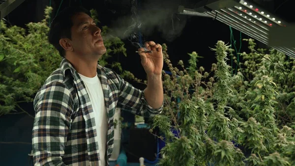 Marijuana farmer smoking rolled marijuana weed joint in curative marijuana farm for recreation or testing examination of his own marijuana quality