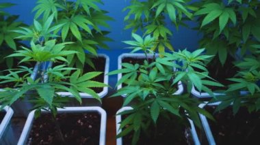 Cannabis plant in curative cannabis weed farm for medical cannabis product . The indoor agriculture farm provide high quality medicinal cannabis production for health care and medicine uses .