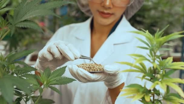 Wissenschaftler Testen Cannabisprodukt Heilender Indoor Cannabisfarm Mit Wissenschaftlichen Geräten Vor — Stockvideo
