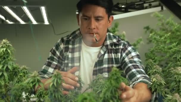 Marijuana Farmer Smoking Rolled Marijuana Weed Joint Curative Marijuana Farm — Αρχείο Βίντεο