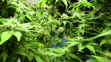 Tıbbi kenevir ürünleri için kenevir tarlasında esrar bitkisi. Kapalı tarım çiftliği, sağlık ve ilaç kullanımları için yüksek kaliteli tıbbi esrar üretimi sunmaktadır. .