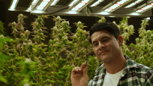 Marijuana Farmer Tests Marijuana Buds Curative Marijuana Farm Harvesting Produce — Stok fotoğraf