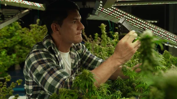 Cannabis Farmer Use Microscope Analyze Cbd Curative Cannabis Farm Harvesting — Stok fotoğraf