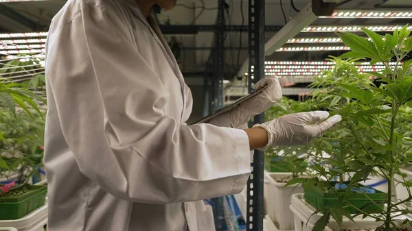 Scientist Test Cannabis Product Curative Indoor Cannabis Farm Scientific Equipment — Foto de Stock