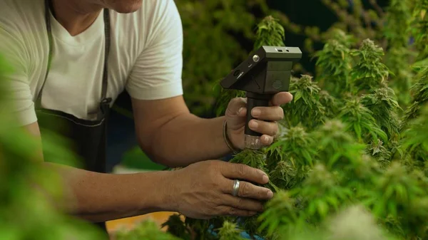 Cannabis Farmer Use Microscope Analyze Cbd Curative Cannabis Farm Harvesting — Foto de Stock