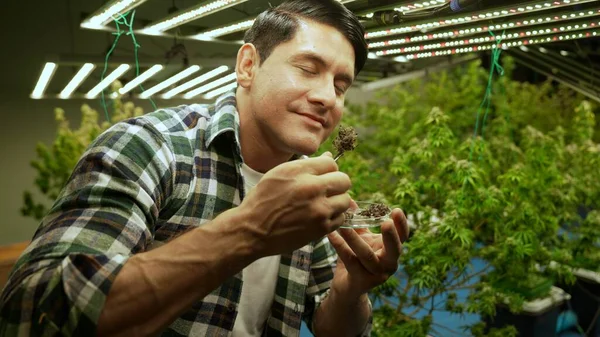 Marijuana Farmer Tests Marijuana Buds Curative Marijuana Farm Harvesting Produce — Stok fotoğraf