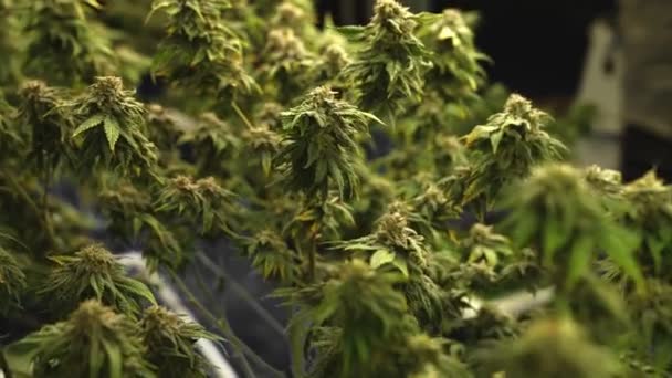 Cannabis Plant Curative Cannabis Weed Farm Medical Cannabis Product Indoor — Stok video