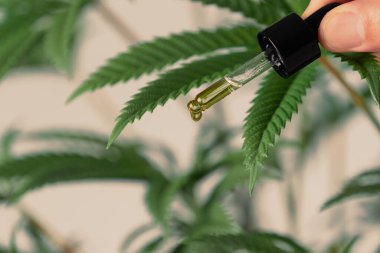 Conceptual closeup of CBD oil in a dropper vial against a background of hemp leaves, referencing the legalized marijuana. clipart