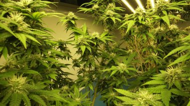 Cannabis plant in curative cannabis weed farm for medical cannabis product . The indoor agriculture farm provide high quality medicinal cannabis production for health care and medicine uses .