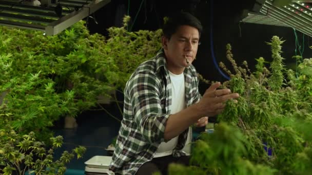 Marijuana Farmer Smoking Rolled Marijuana Weed Joint Curative Marijuana Farm — Vídeos de Stock