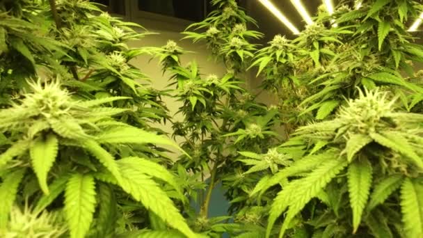 Cannabis Növény Gyógyító Kannabisz Farm Orvosi Kannabisz Termék Beltéri Mezőgazdasági — Stock videók